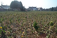 Ladang kubis brussels selepas musim menuai