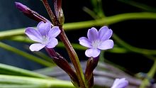 Buchnera ciliata Pennell - Flickr - Alex Popovkin, Bahia, Brazilia (13) .jpg