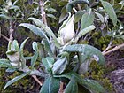 Buddleja araucana od Pato Novoa - 001.jpg