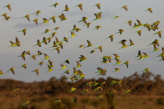 Budgerigar Flock Melopsittacus undulatus near Tibooburra NSW