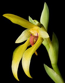 Bulbophyllum amplebracteatum subsp. amplebracteatum Teijsm. Binn., Natuurk. Tijdschr. Нед.-Индиэ 24-307 (1862) (36105545954) - cropped.jpg 