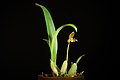 Bulbophyllum pteroglossum