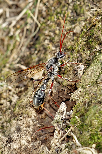 File:Bullant winged2.jpg