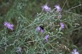 Common Eastern Bumble Bee, Bombus impatiens