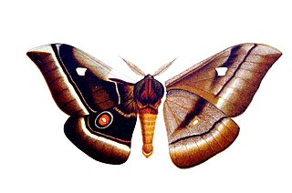 <i>Bunaea</i> Genus of moths