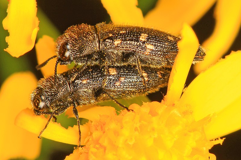 File:Buprestid Beetle - Acmaeodera tubulus, near Leesville, Louisiana.jpg