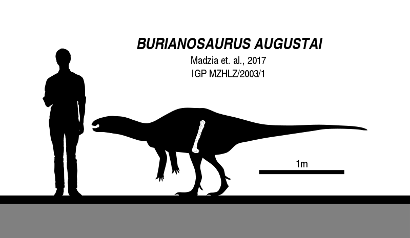 File:Burianosaurus Skeletal.svg