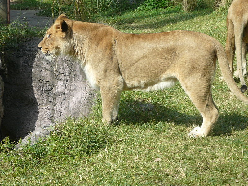 File:Busch Gardens female lion 2.jpg