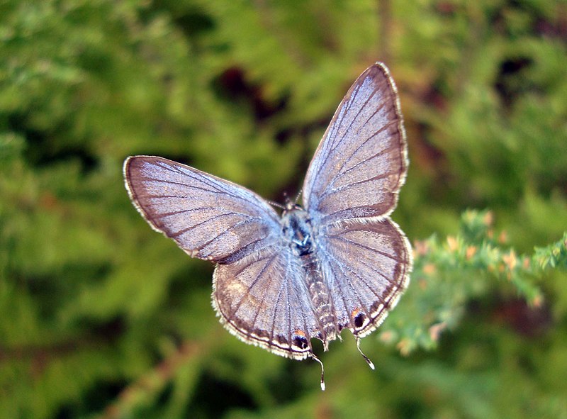 File:Butterfly Forget-me-not-1.jpg