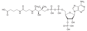 Structure of CMX