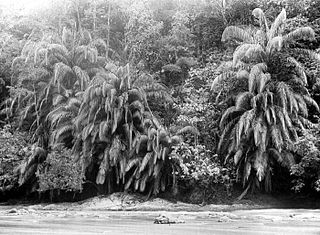 <i>Eugeissona</i> Genus of palms from Southeast Asia