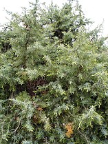 Ginepro rosso Juniperus oxycedrus