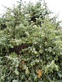 Ginepro rosso Juniperus oxycedrus