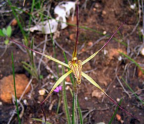 Bildebeskrivelse Caladenia caesarea.jpg.