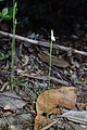 Caladenia chlorostyla New Zealand - Marlborough Havelock