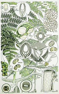 <span class="mw-page-title-main">Callistophytales</span> Extinct order of plants