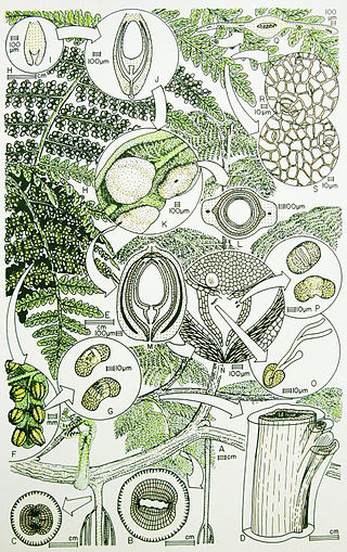 <span class="mw-page-title-main">Callistophytales</span> Extinct order of plants