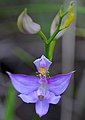 Calopogon oklahomensis