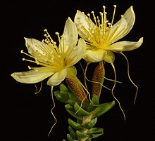 Calytrix angulata - Flickr - Кевин Тиле.jpg