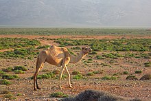 A camel in Socotra Camel (6408239431).jpg