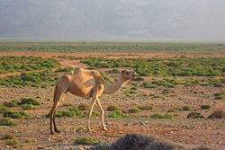 Camel (6408239431).jpg