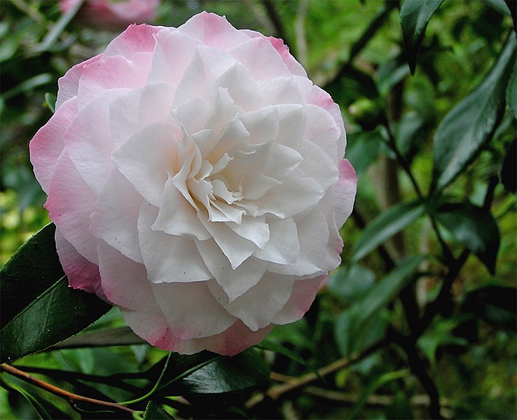 File:Camelia 2r.jpg