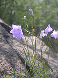 Campanule gentilis1.JPG