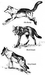 Thumbnail for File:Canis lupus portraits (illustration) 1.jpg