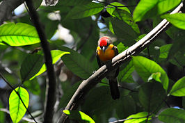 Roodkruinbaardvogel