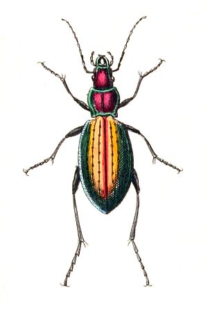 Carabus Rutilans