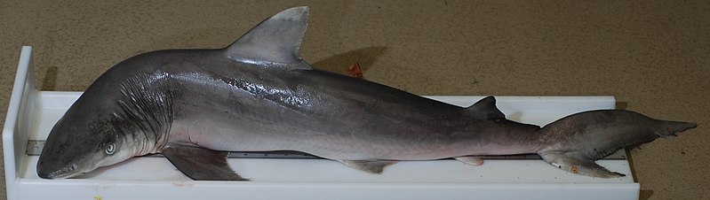 File:Carcharhinus acronotus (S0469) (12657335634).jpg