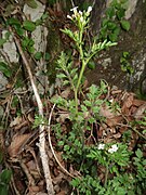 Cardamine fallax