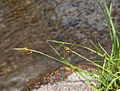 Golden sedge (Carex aurea) on streambank