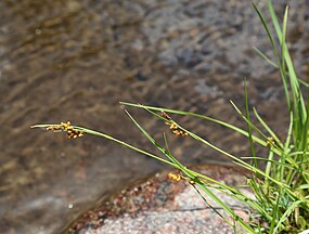 Golden sedge (C. aurea) on streambank