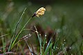 Carex caryophyllea?