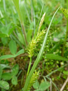 <i>Carex punctata</i> Species of plant in the genus Carex