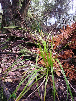 <i>Uncinia uncinata</i> Species of grass-like plant