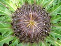 Carlina acanthifolia