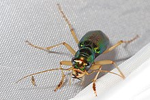 Carolina Metallic Tiger Beetle - Tetracha carolina, Forstwirtschaftszentrum Solon Dixon, Andalusien, Alabama.jpg