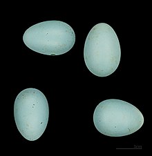 Eggs of Carpodacus roseus MHNT Carpodacus roseus MHNT.ZOO.2010.11.jpg