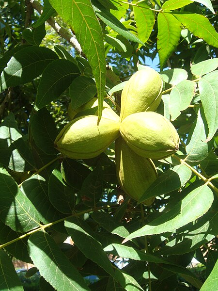 File:Carya illinoinensis 20070918.jpg