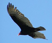 The zone-tailed hawk bears a superficial resemblance to the turkey vulture, pictured here in flight. Cathartes aura-in flight-bodega head.jpg