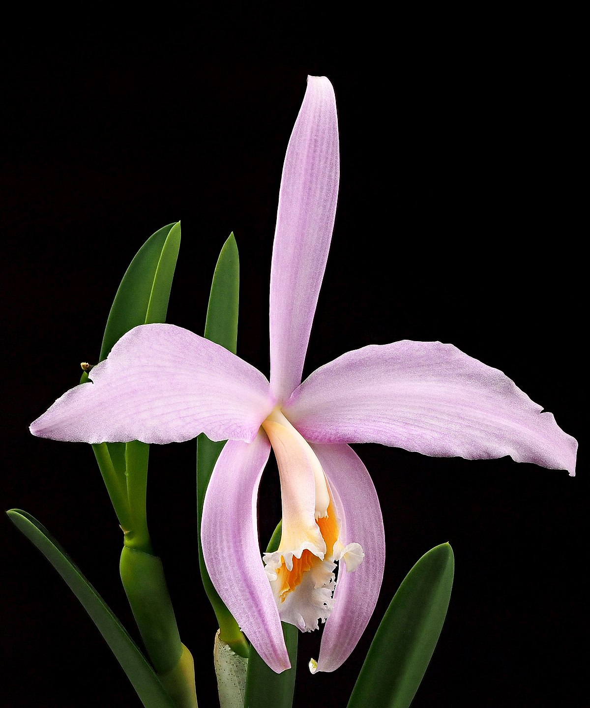 File:Cattleya jongheana 'Cotia' BM JOGA (Rchb.f.) Van den Berg,  Neodiversity 3 8 (2008) (49761098227).jpg - Wikimedia Commons