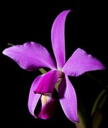 Cattleya violacea