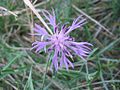 Centaurea aspera