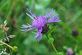 * Nomination Centaurea jacea in commune of Ginals, Tarn-et-Garonne, France. --Tournasol7 00:06, 6 September 2017 (UTC) * Promotion Good quality. PumpkinSky 01:35, 6 September 2017 (UTC)