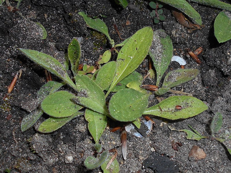 File:Centaurea nigra subsp. rivularis 2018-05-22 2468.jpg