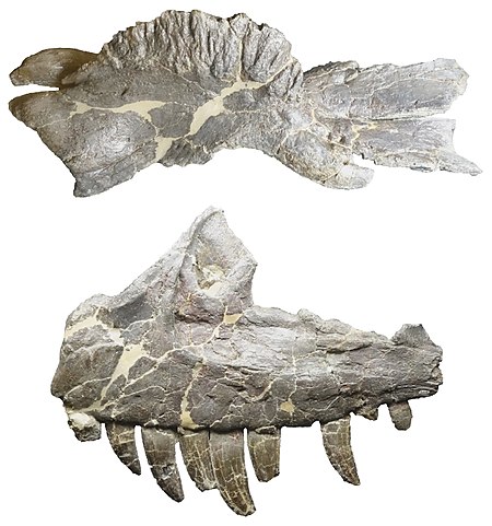 Tập_tin:Ceratosaurus_jaw_and_nasale_dinosaur_journey_museum_fruita.jpg