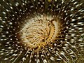 Ceriantharia (Tube anemone).jpg