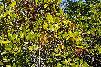 Ceriops australis viviparous seedlings, Nudgee Creek, Nudgee Beach Bramble Bay Queensland IMGP0940.jpg